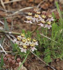 Asclepias multicaulis