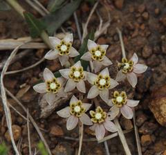 Asclepias multicaulis