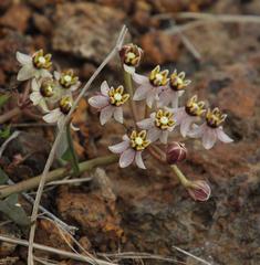 Asclepias multicaulis
