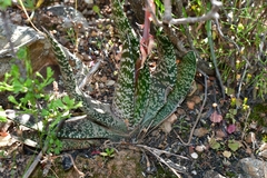 Gasteria brachyphylla