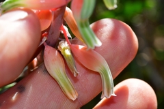 Gasteria brachyphylla