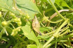 Sphenarium purpurascens