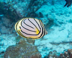 Chaetodon meyeri