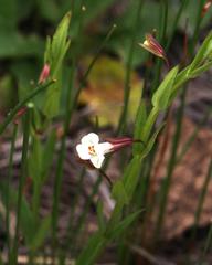 Mimulus strictus