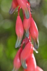 Gasteria brachyphylla