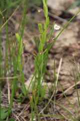 Mimulus strictus