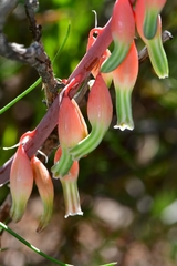Gasteria brachyphylla