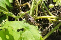 Sphenarium purpurascens
