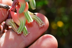 Gasteria brachyphylla