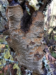 Phellinus chrysoloma