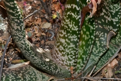 Gasteria brachyphylla