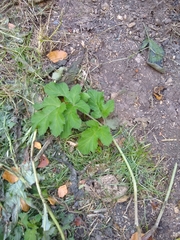 Heracleum sphondylium