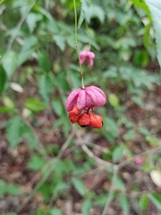 Euonymus verrucosus
