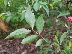 Euonymus verrucosus