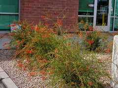 Russelia equisetiformis