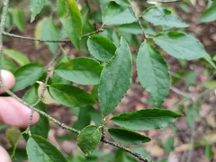 Euonymus verrucosus