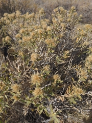 Ericameria discoidea