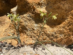 Albuca setosa