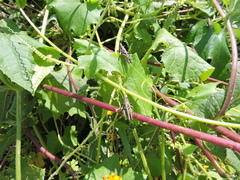 Sphenarium purpurascens