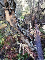 Phellinus chrysoloma