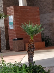 Washingtonia robusta