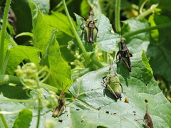 Sphenarium purpurascens