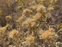 Ericameria discoidea