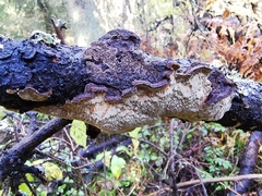 Phellinus chrysoloma