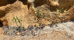 Albuca setosa