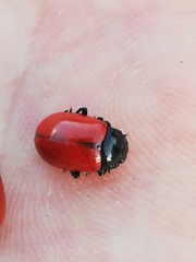 Chrysolina lucida