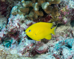 Plectroglyphidodon aureus