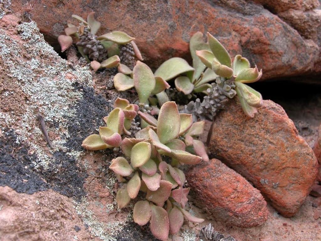 Tylecodon hirtifolius