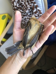 Passerina caerulea