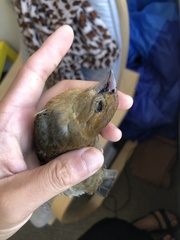 Passerina caerulea