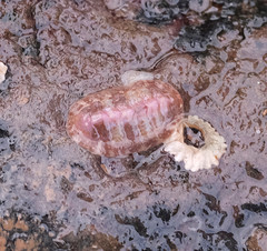 Boreochiton ruber