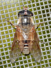 Hybomitra difficilis
