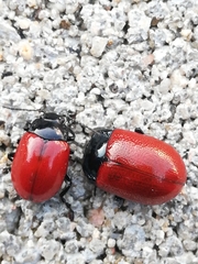 Chrysolina lucida