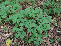 Geranium robertianum
