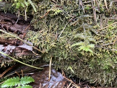 Crossocalyx hellerianus