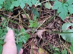 Geranium robertianum