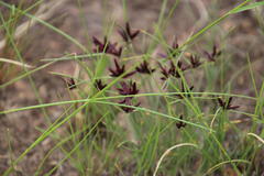 Cyperus semitrifidus