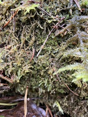 Crossocalyx hellerianus