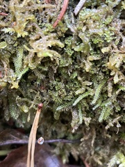 Crossocalyx hellerianus