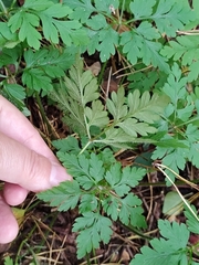 Geranium robertianum