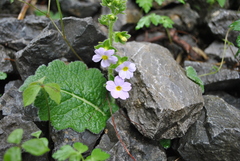 Primula blattariformis