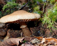Cystoderma carcharias