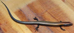 Panaspis namibiana