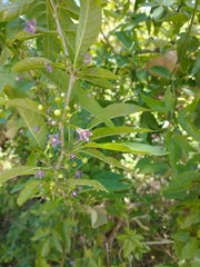 Vassobia breviflora