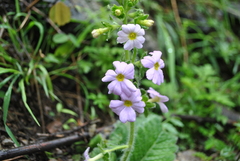 Primula blattariformis