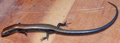 Panaspis namibiana